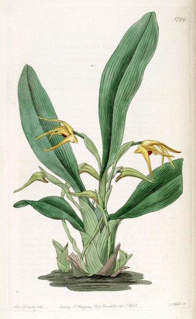 Maxillaria crocea door Miss Drake